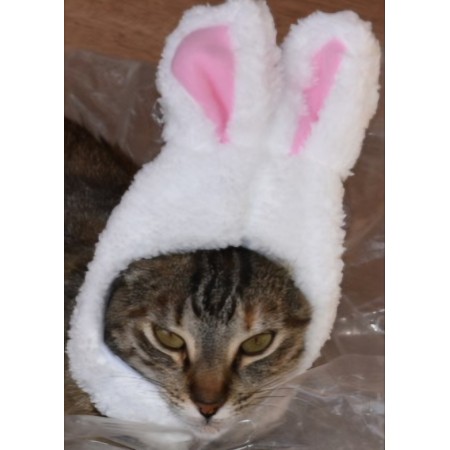 Gorro con orejas de conejo para gatos - divertido y cómodo para tu mascota