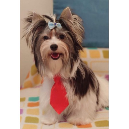 Corbata para perro color rojo. Elegancia y comodidad para tu mascota