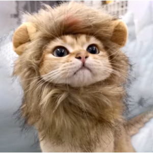 gorro cabeza de león para gatos - adorable y divertido accesorio para tu mascota 2