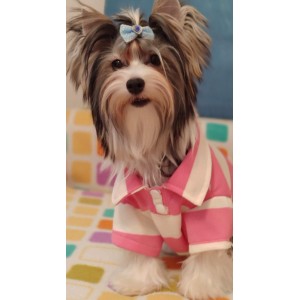 Polo para perros - Elegancia y comodidad para tu mascota