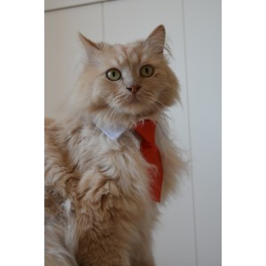 Corbata roja para gatos elegancia y comodidad para tu mascota