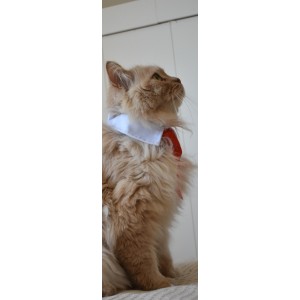 Corbata roja para gatos elegancia y comodidad para tu mascota 2
