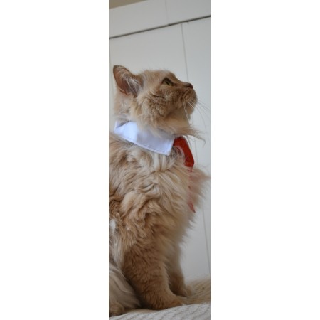 Corbata roja para gatos elegancia y comodidad para tu mascota