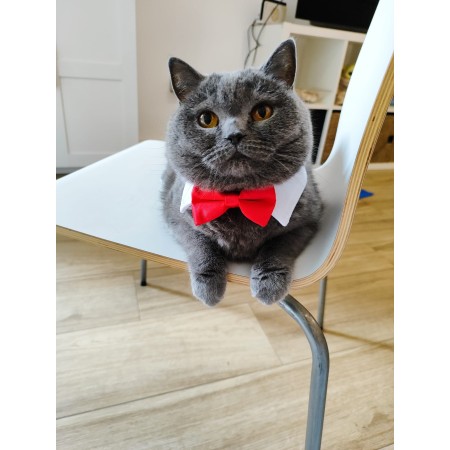 pajarita roja para gatos elegancia y comodidad para tu mascota