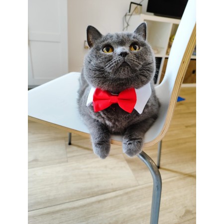 pajarita roja para gatos elegancia y comodidad para tu mascota
