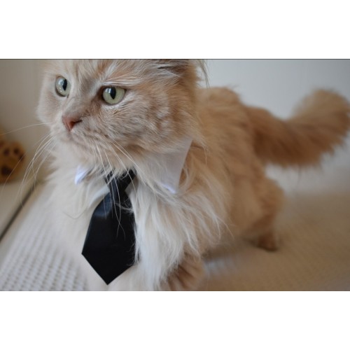 Corbata negra para gatos elegancia y comodidad para tu felino