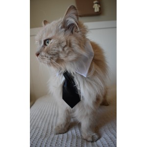 Corbata negra para gatos elegancia y comodidad para tu felino 2