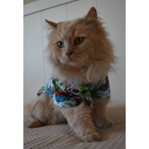 Camisas hawaianas para gatos - estilo tropical y comodidad