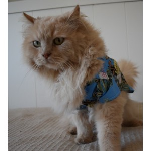 Camisetas playeras para gatos - moda playera para gatos 2